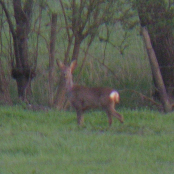 Rehbock  Bild: Arnold Schongen