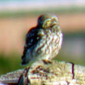 Steinkauz Bild: Arnold Schongen