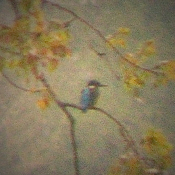 Eisvogel  Bild: Arnold Schongen