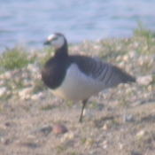 Nonnengans Bild: Arnold Schongen