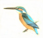 Eisvogel